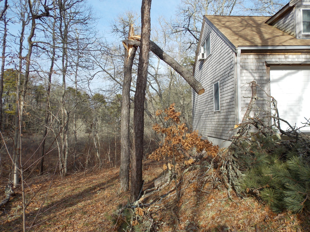 No description provided for: /2013/01-03/0302-tree-damage/photo02.html