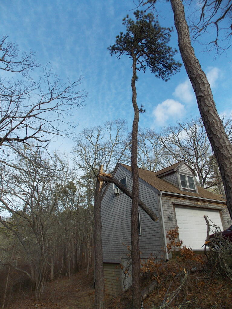 No description provided for: /2013/01-03/0302-tree-damage/photo04.html