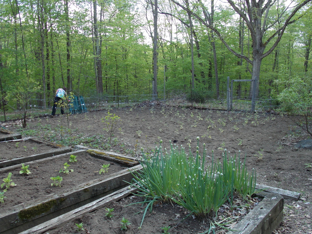 No description provided for: /2013/04-06/0512-josies-garden/photo19.html