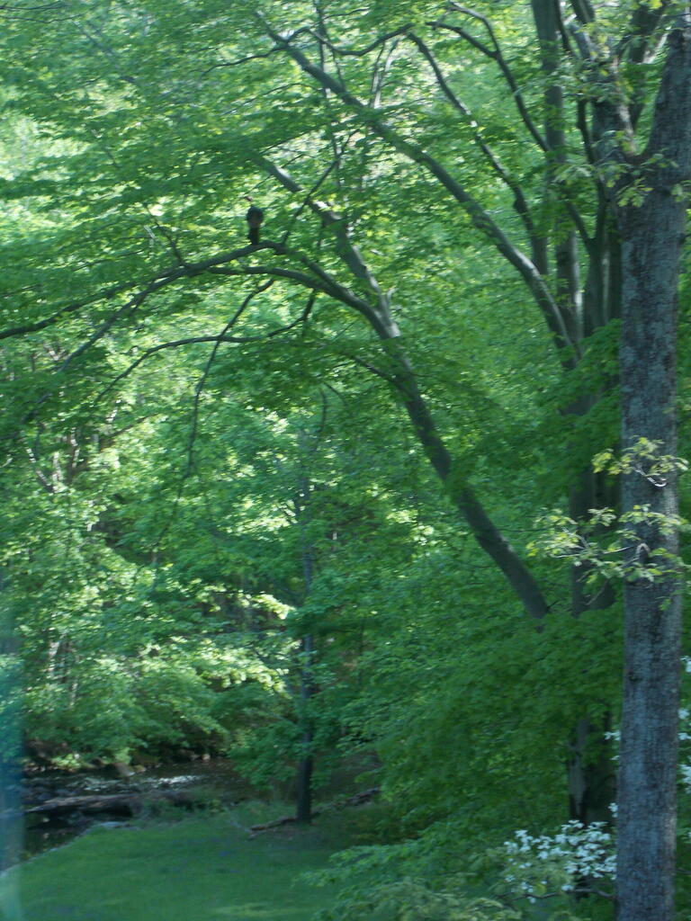 No description provided for: /2013/04-06/0517-joann-yard/photo01.html