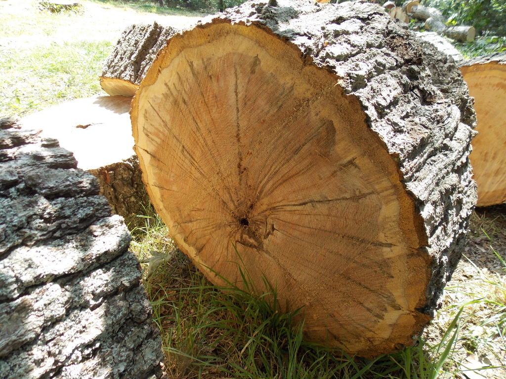 No description provided for: /2013/07-09/0731-rotten-tree/photo04.html