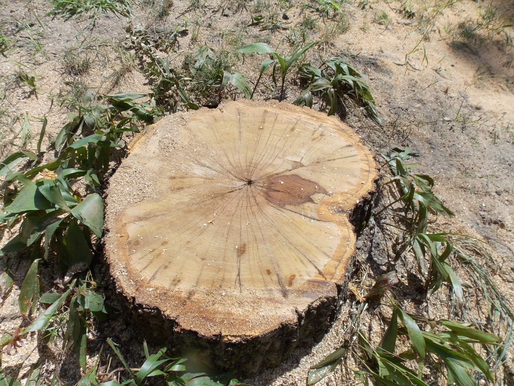 No description provided for: /2013/07-09/0731-rotten-tree/photo05.html