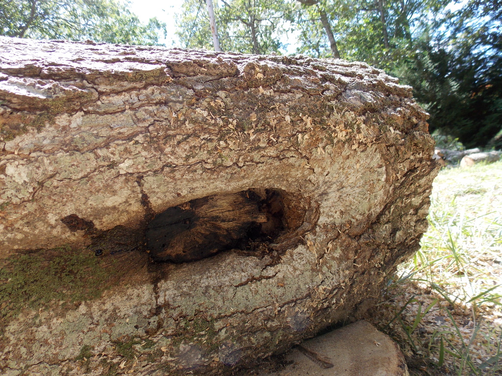 No description provided for: /2013/07-09/0731-rotten-tree/photo06.html