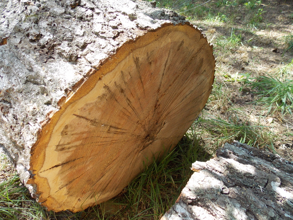 No description provided for: /2013/07-09/0731-rotten-tree/photo07.html