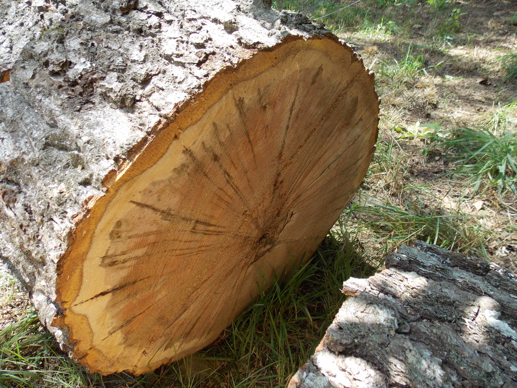 No description provided for: /2013/07-09/0731-rotten-tree/photo08.html