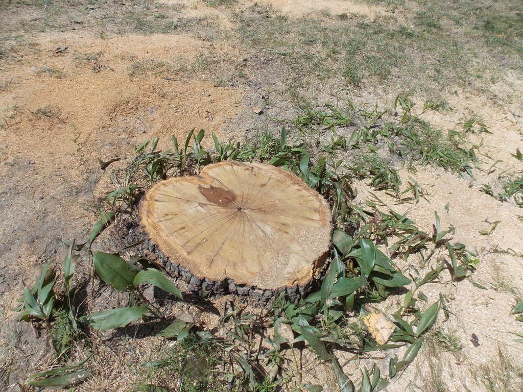 No description provided for: /2013/07-09/0731-rotten-tree/photo10.html