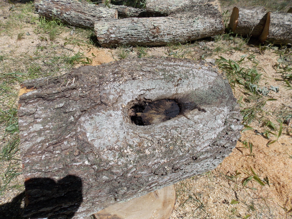 No description provided for: /2013/07-09/0731-rotten-tree/photo14.html