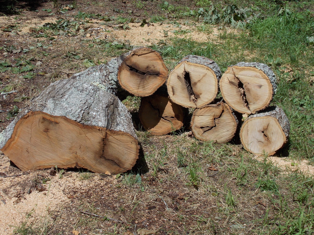 No description provided for: /2013/07-09/0810-rotten-tree/photo01.html