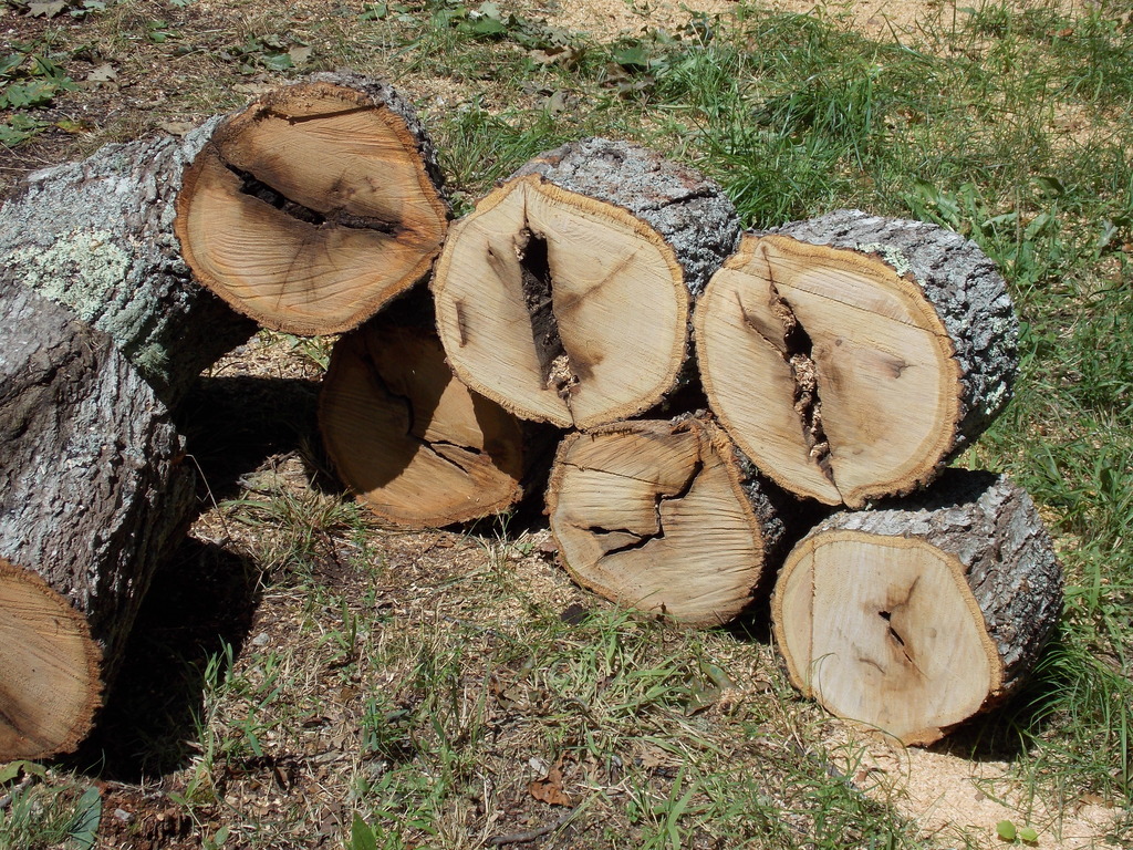 No description provided for: /2013/07-09/0810-rotten-tree/photo02.html