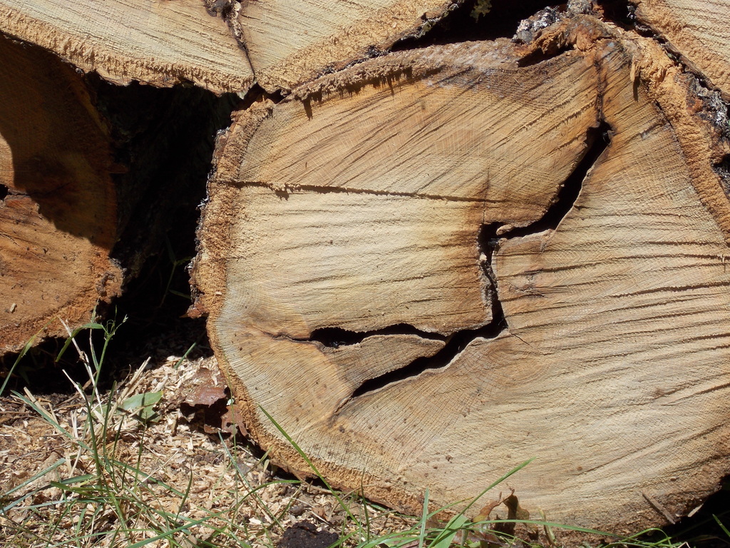 No description provided for: /2013/07-09/0810-rotten-tree/photo04.html