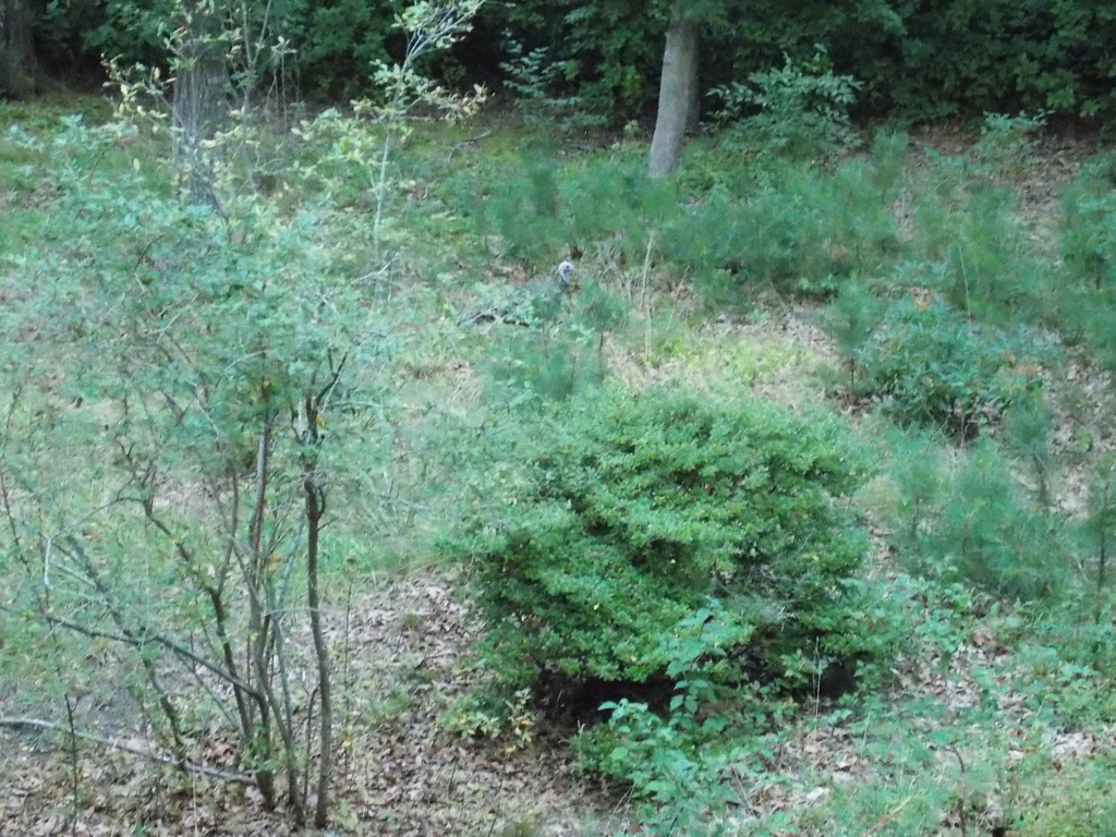 No description provided for: /2013/07-09/0822-turkeys/photo01.html