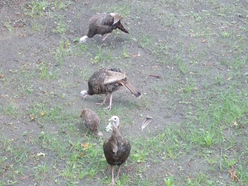 No description provided for: /2013/07-09/0828-turkeys/photo01.html