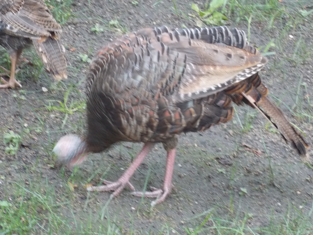 No description provided for: /2013/07-09/0828-turkeys/photo02.html