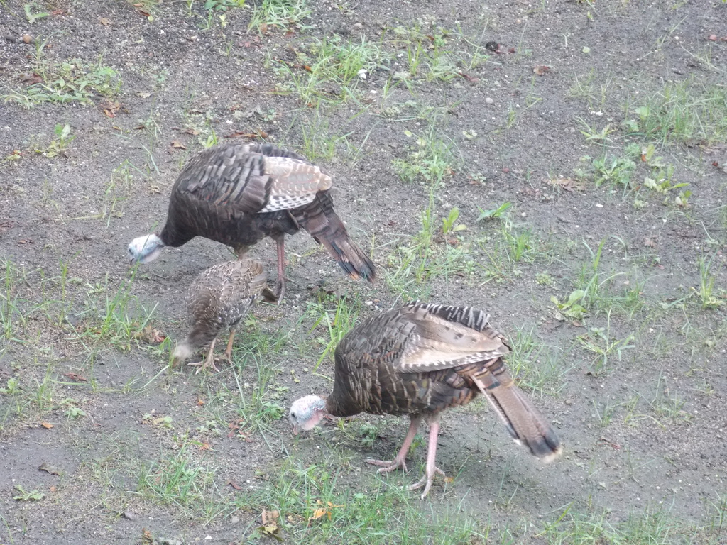 No description provided for: /2013/07-09/0828-turkeys/photo04.html