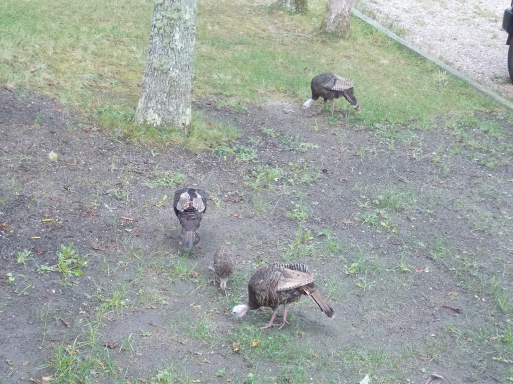 No description provided for: /2013/07-09/0828-turkeys/photo05.html