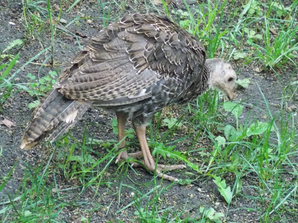 No description provided for: /2013/07-09/0828-turkeys/photo06.html