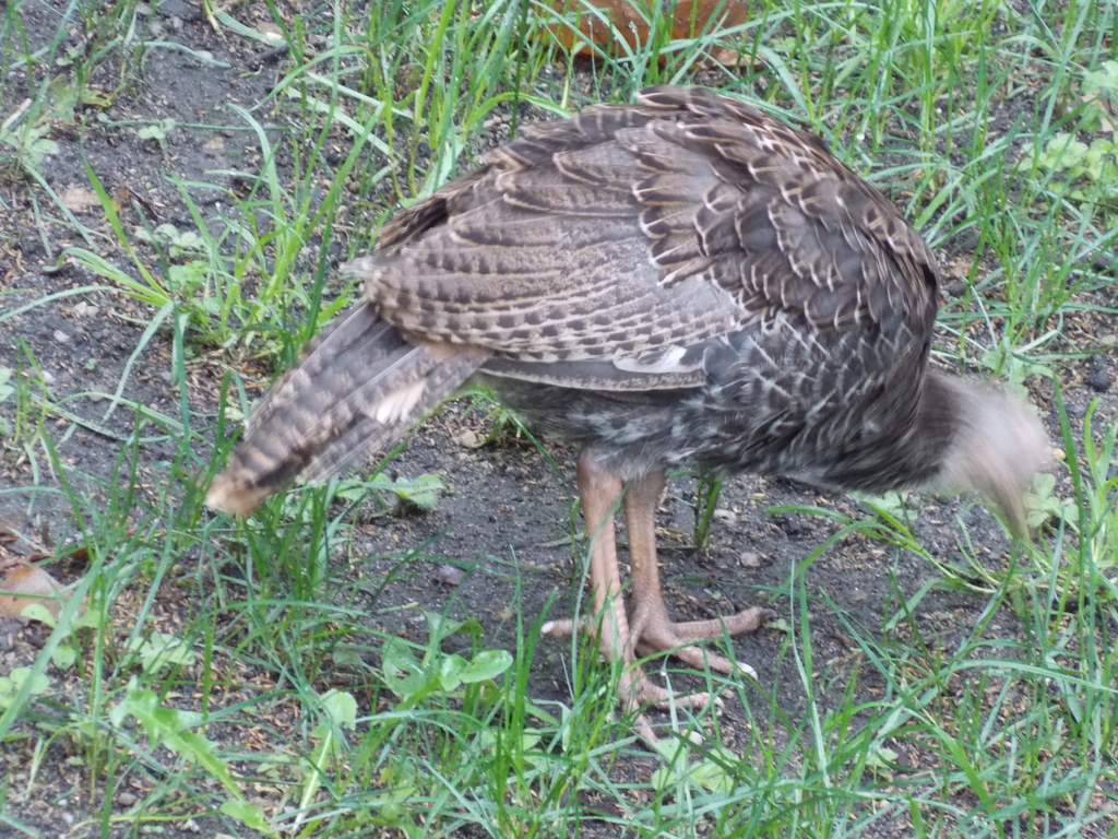 No description provided for: /2013/07-09/0828-turkeys/photo07.html