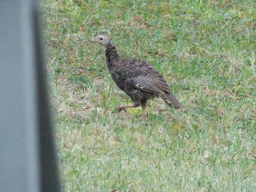 No description provided for: /2013/07-09/0828-turkeys/photo09.html