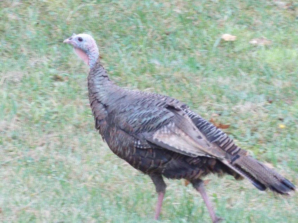 No description provided for: /2013/07-09/0828-turkeys/photo10.html