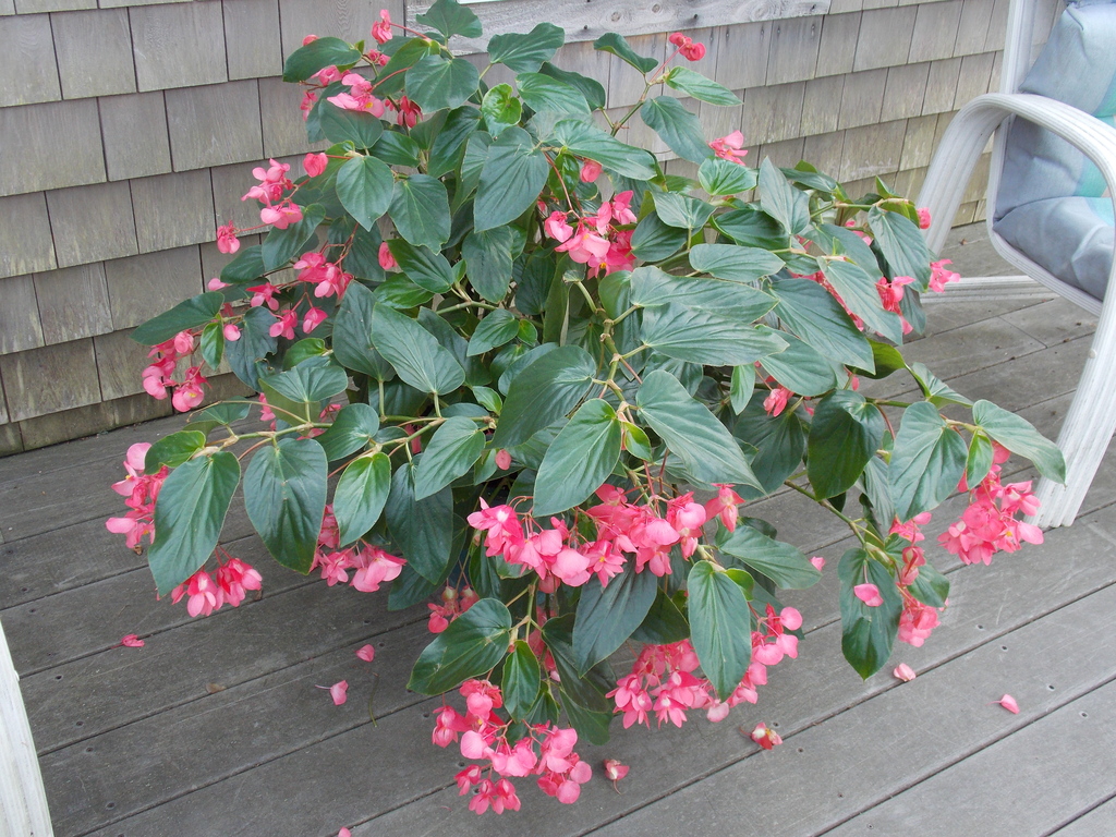 No description provided for: /2013/07-09/0915-flowers-house-yard/_1/photo02.html