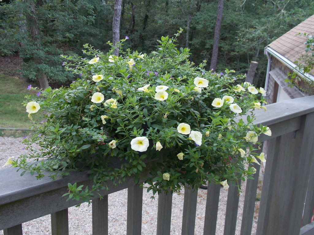 No description provided for: /2013/07-09/0915-flowers-house-yard/_1/photo03.html