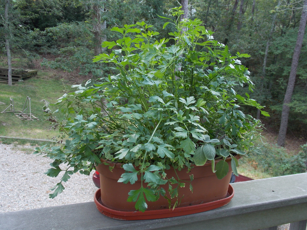 No description provided for: /2013/07-09/0915-flowers-house-yard/_1/photo04.html