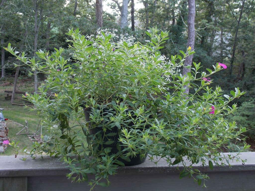 No description provided for: /2013/07-09/0915-flowers-house-yard/_1/photo05.html