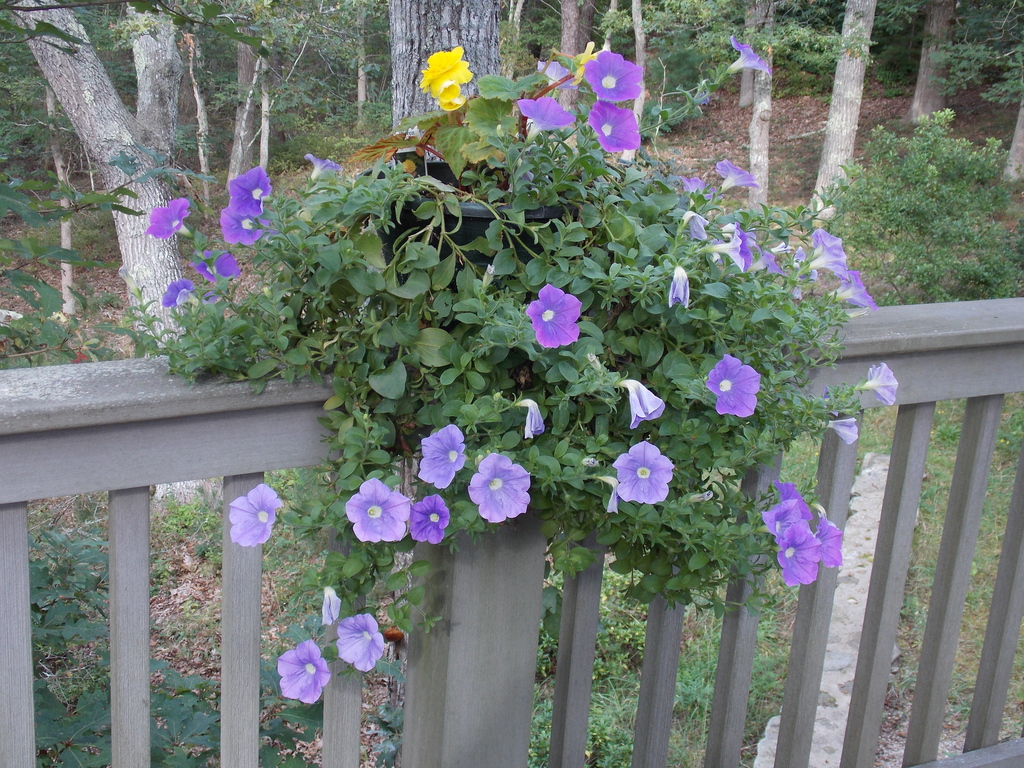 No description provided for: /2013/07-09/0915-flowers-house-yard/_1/photo11.html