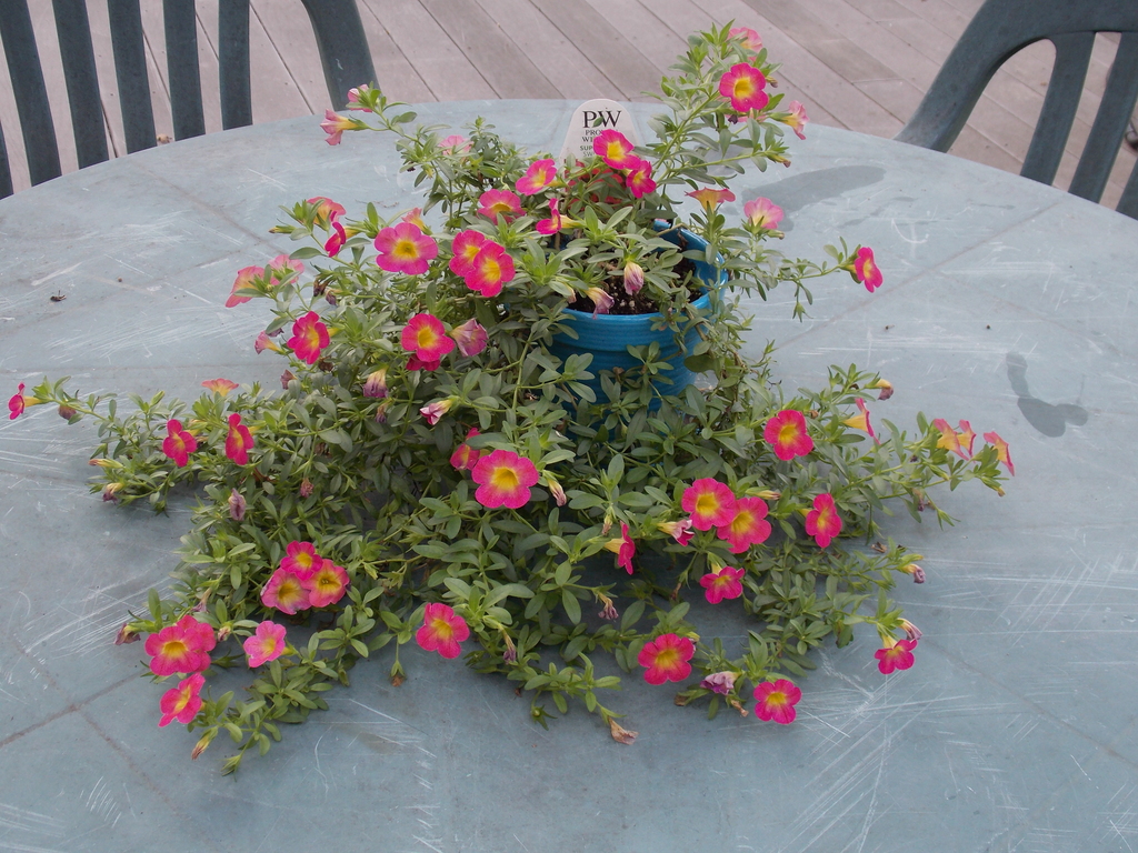 No description provided for: /2013/07-09/0915-flowers-house-yard/_1/photo12.html