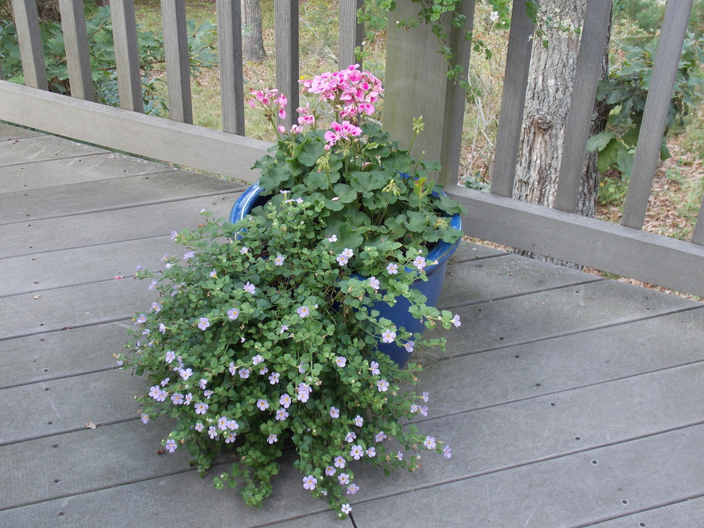 No description provided for: /2013/07-09/0915-flowers-house-yard/_1/photo13.html