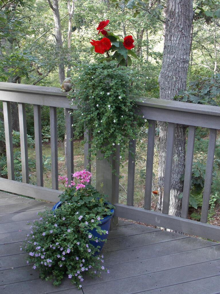 No description provided for: /2013/07-09/0915-flowers-house-yard/_1/photo16.html