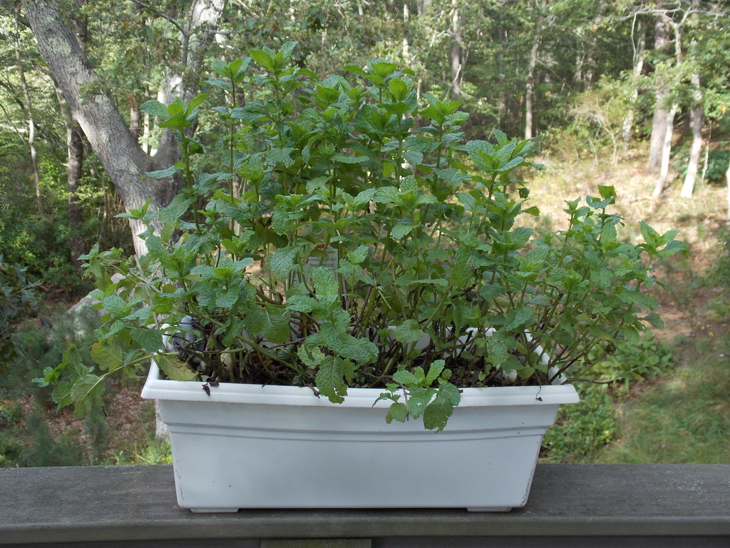 No description provided for: /2013/07-09/0915-flowers-house-yard/_1/photo17.html