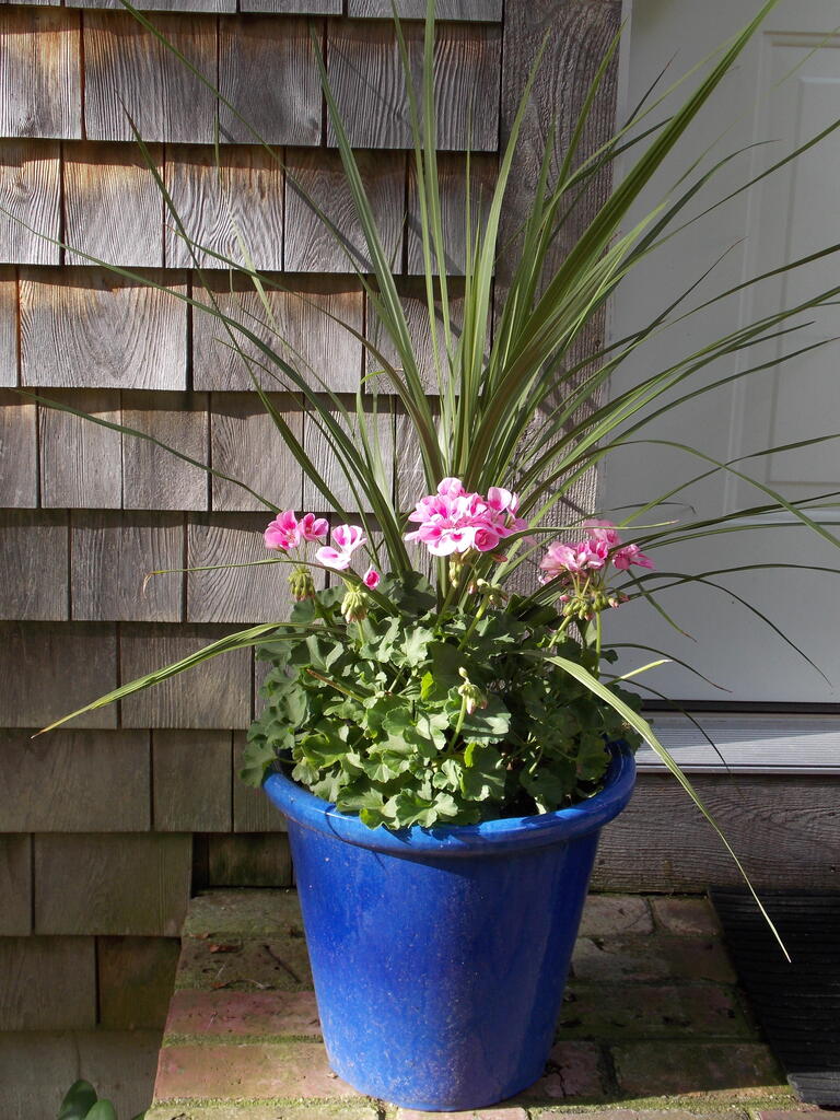 No description provided for: /2013/07-09/0915-flowers-house-yard/_1/photo20.html