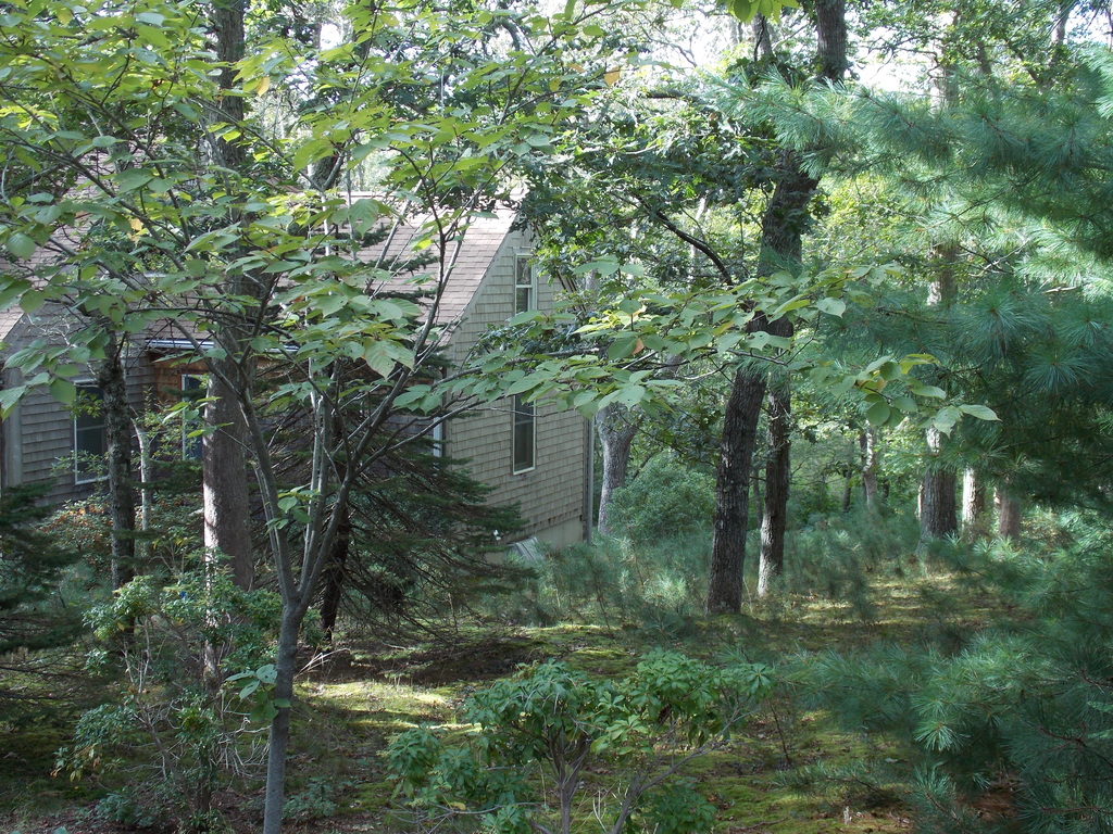 No description provided for: /2013/07-09/0915-flowers-house-yard/_2/photo32.html