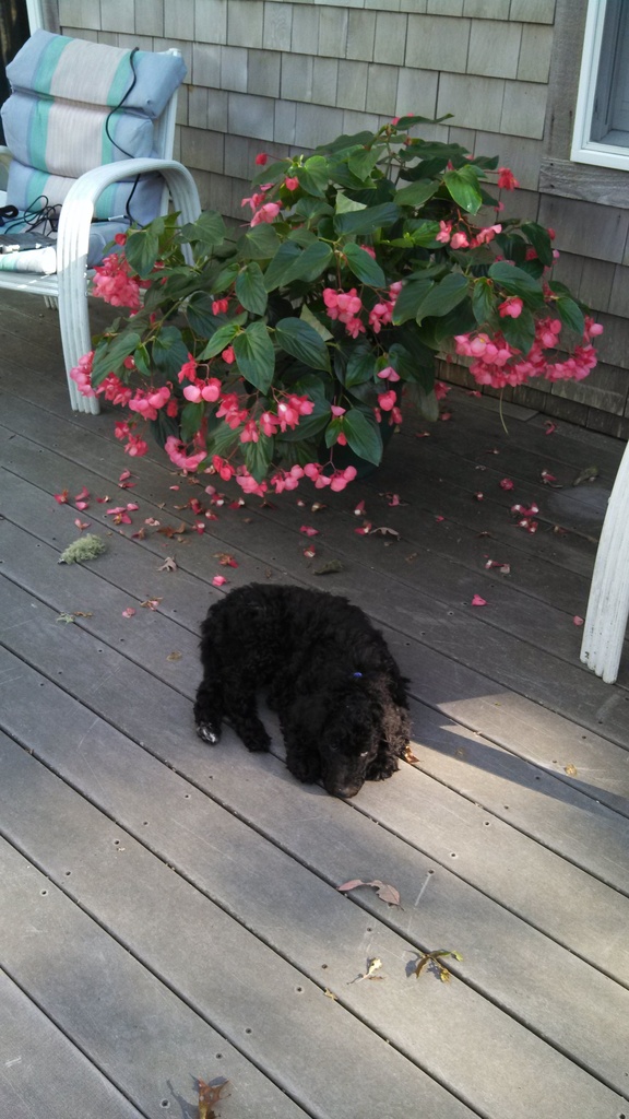 No description provided for: /2013/07-09/0920-puppy/photo01.html