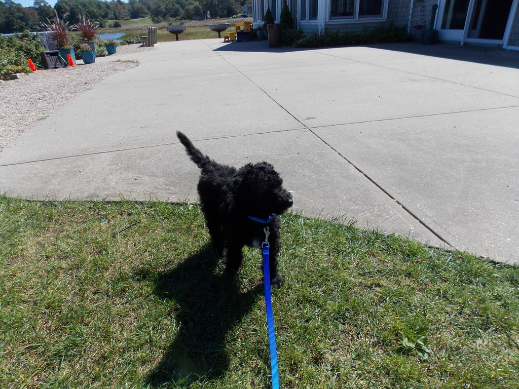 No description provided for: /2013/07-09/0920-stray-puppy/photo03.html