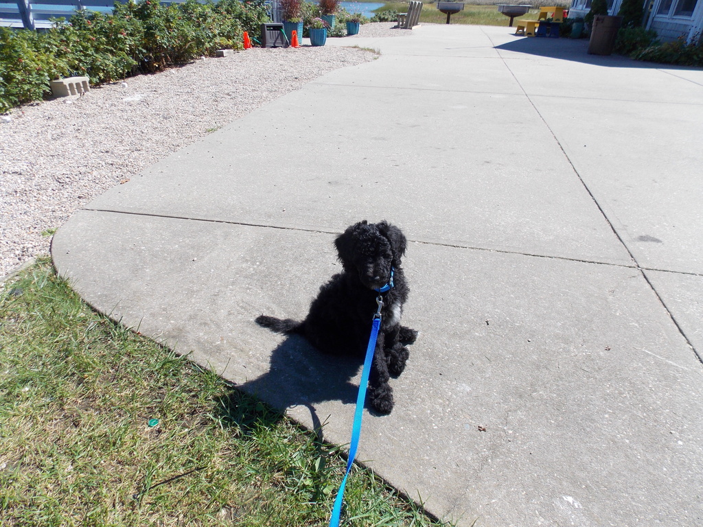 No description provided for: /2013/07-09/0920-stray-puppy/photo04.html