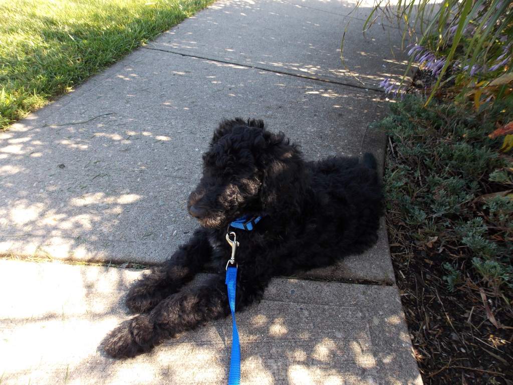 No description provided for: /2013/07-09/0920-stray-puppy/photo05.html