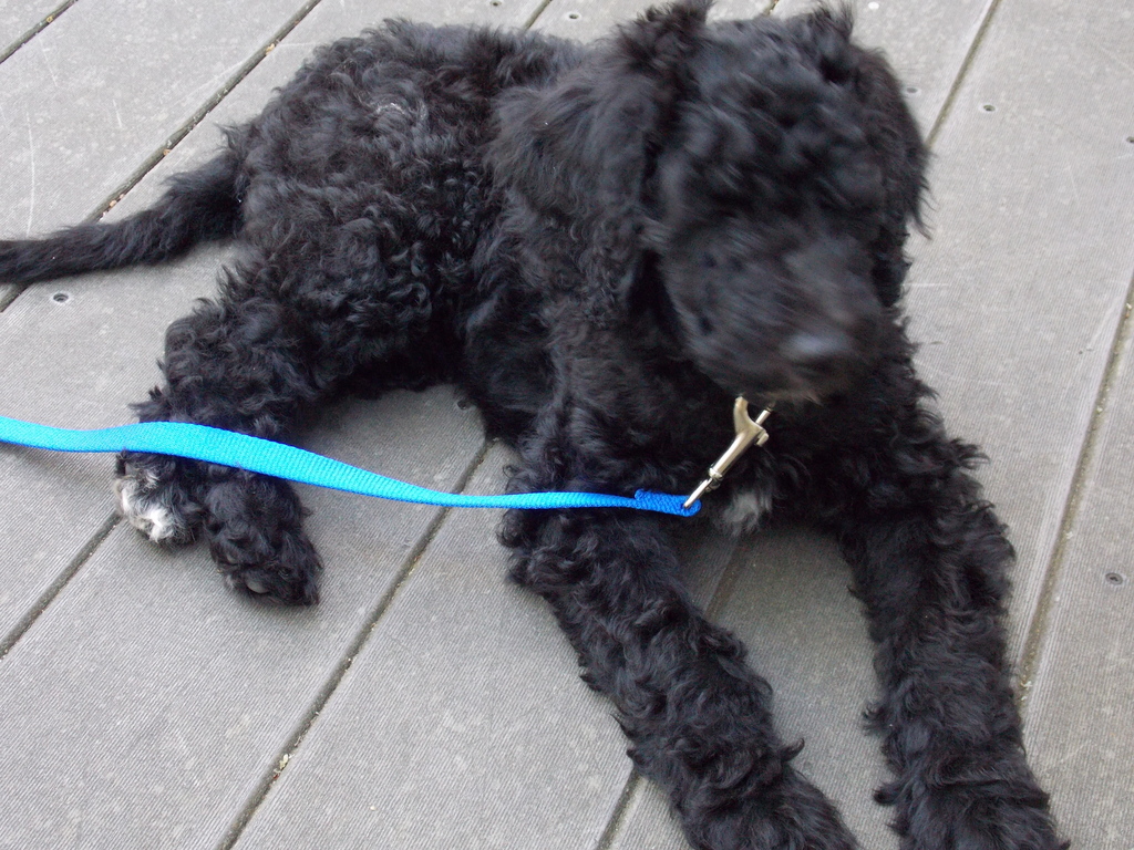 No description provided for: /2013/07-09/0920-stray-puppy/photo06.html