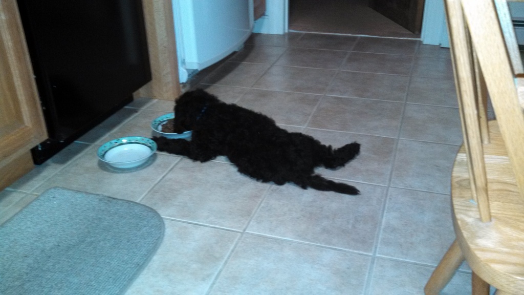 No description provided for: /2013/07-09/0921-tired-puppy/photo01.html