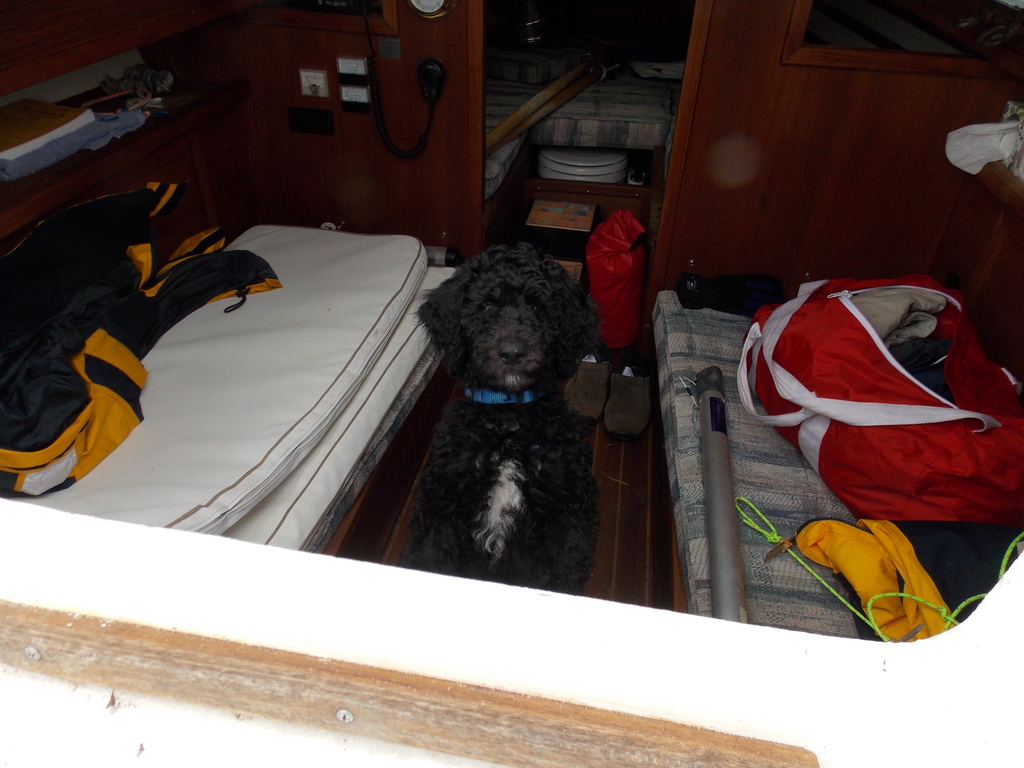 No description provided for: /2013/07-09/0926-pup-in-boat-cabin/photo01.html