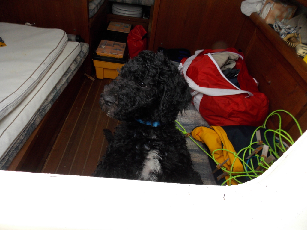No description provided for: /2013/07-09/0926-pup-in-boat-cabin/photo02.html