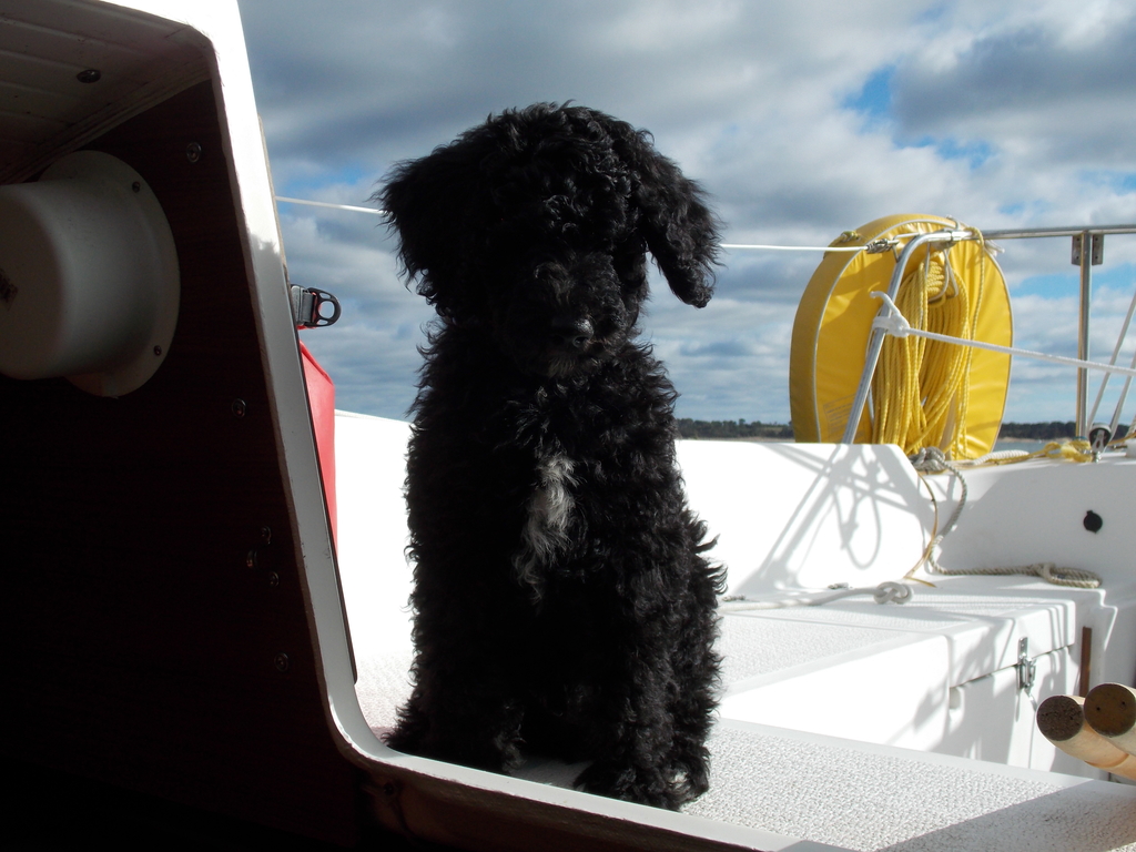 No description provided for: /2013/07-09/0926-pup-in-cockpit/photo02.html