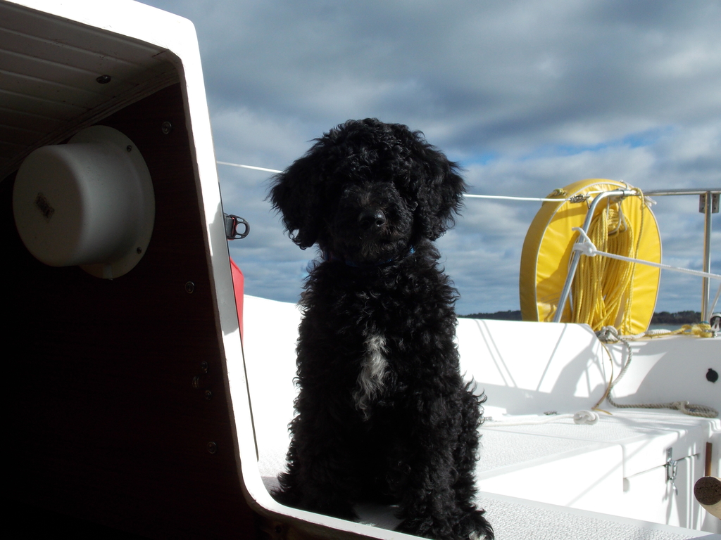 No description provided for: /2013/07-09/0926-pup-in-cockpit/photo03.html