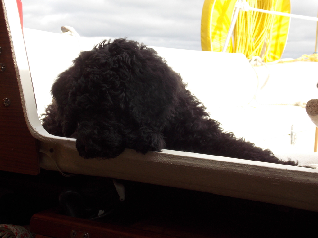 No description provided for: /2013/07-09/0926-pup-in-cockpit/photo04.html