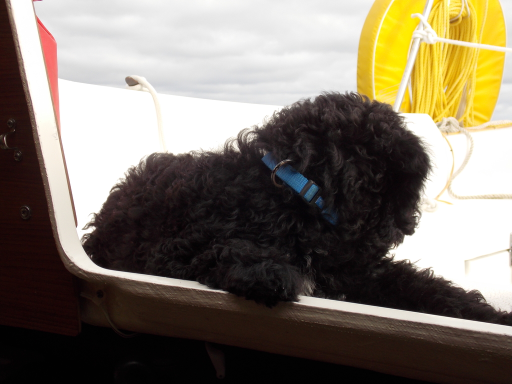 No description provided for: /2013/07-09/0926-pup-in-cockpit/photo05.html