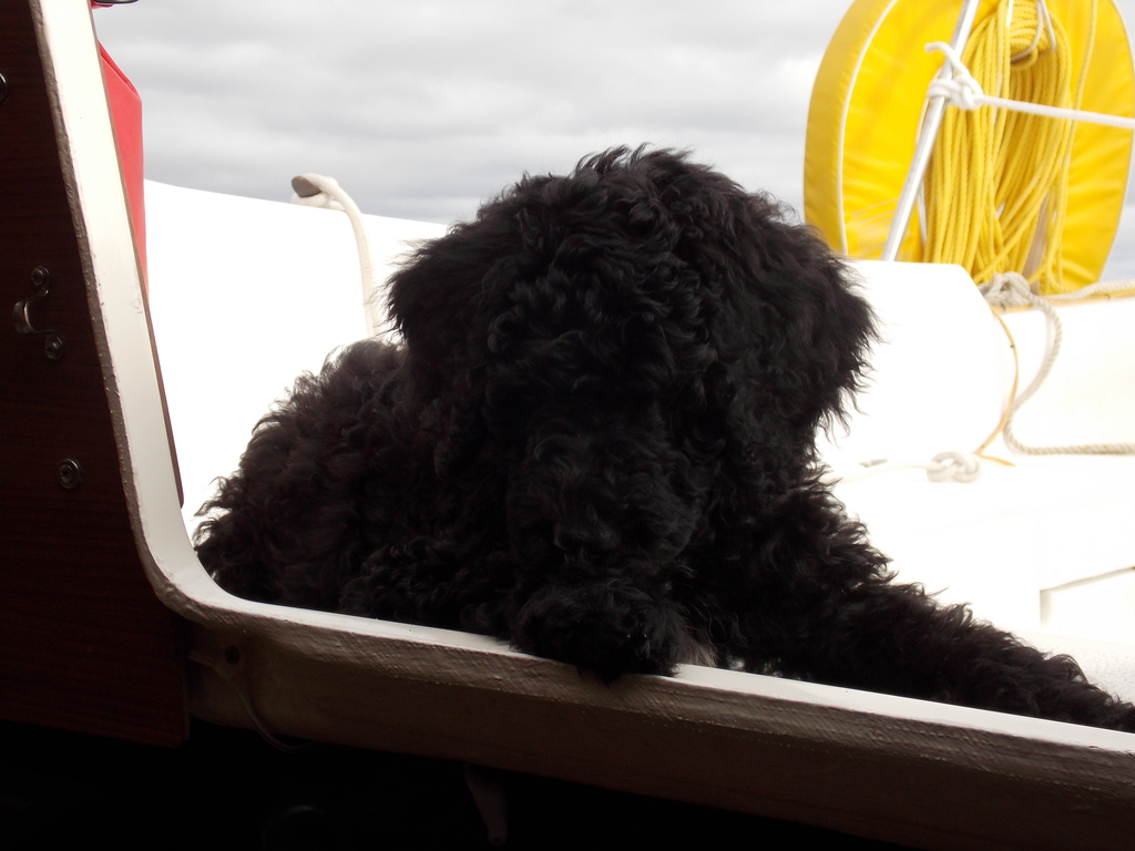 No description provided for: /2013/07-09/0926-pup-in-cockpit/photo06.html