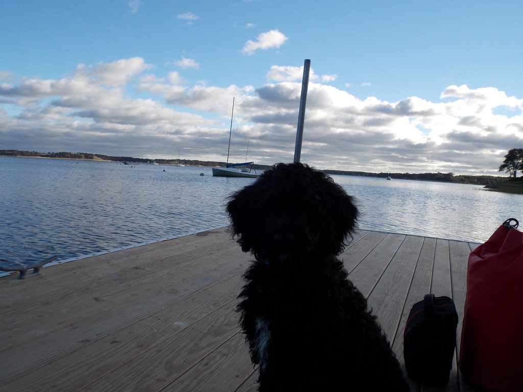 No description provided for: /2013/07-09/0926-pup-on-qhc-dock/photo02.html