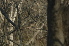 Image file: photo02.jpg