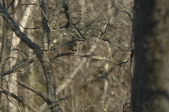 Image file: photo03.jpg